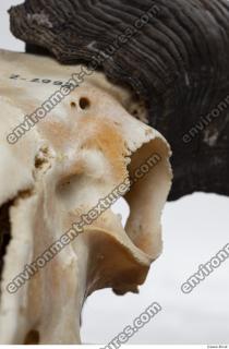 Photo Textures of Mouflon Skull 